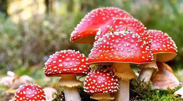 小白兔的第一课 小白兔的第一课