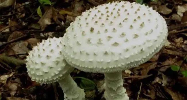 小白兔的第一课 小白兔的第一课