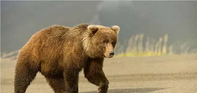 墩墩儿向大棕熊道歉