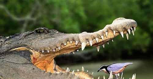 动物朋友 动物朋友