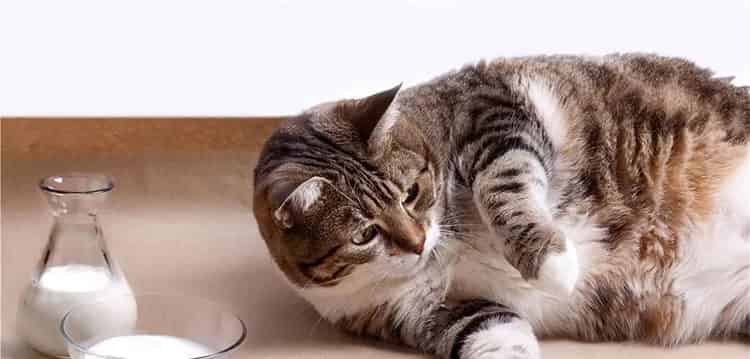 肥猫正传 肥猫正传