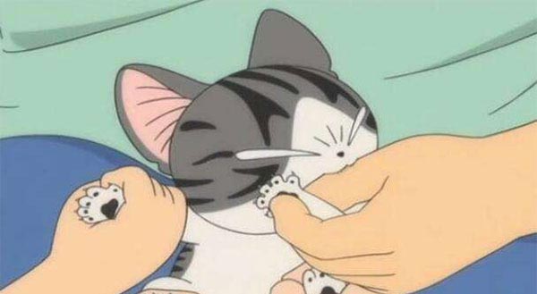 燕燕给猫剪指甲