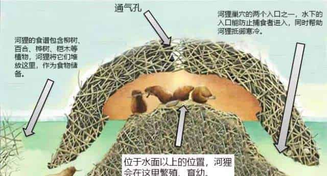 河狸妈妈的好邻居