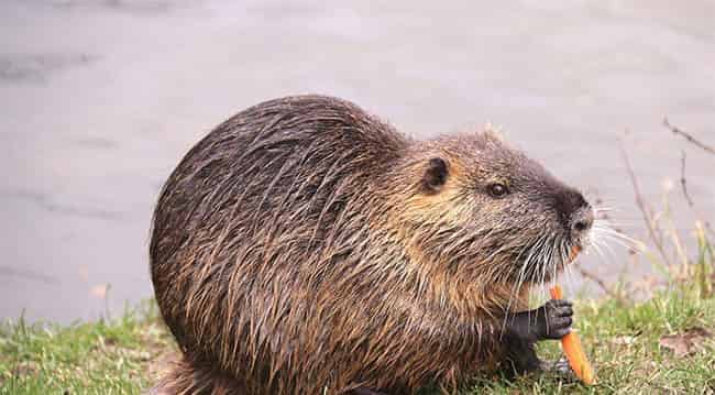 科学童话:走上河岸的鸭嘴兽 科学童话:走上河岸的鸭嘴兽