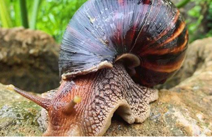 蜗牛都是与世无争的存在，但为何说非洲大蜗牛不能触碰？