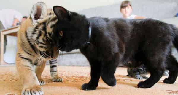 黑猫的蜗牛饼干