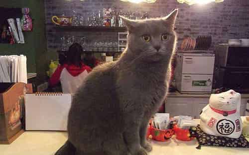 灰猫小店 灰猫小店