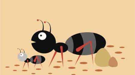 飞驰的黑蚂蚁 飞驰的黑蚂蚁