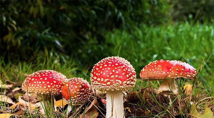 红蚂蚁和七彩果 红蚂蚁和七彩果