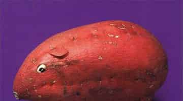 红鼻鼠的魔法种子