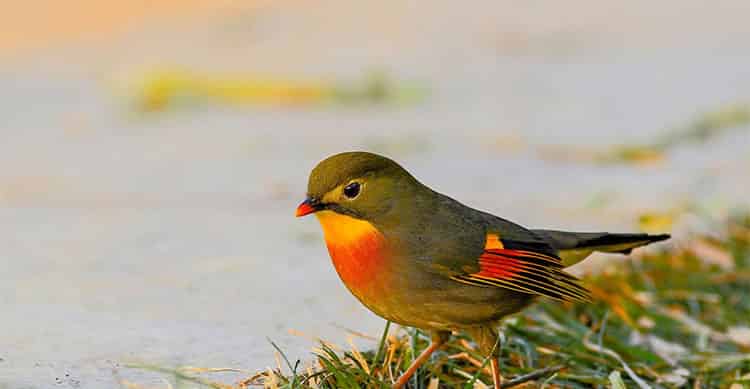 卡卡有个大嘴巴