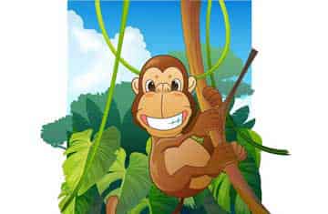 自以为是的猴子 自以为是的猴子