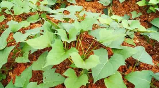 他冒死带走一根藤，奠定了康乾盛世