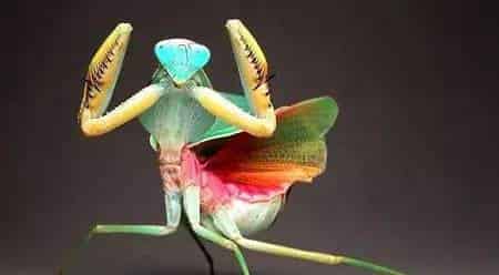 荷塘演奏会 荷塘演奏会