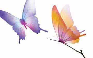 大毛毛虫去哪里了