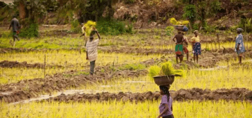十五世纪尼日利亚的农业技术与农业社区