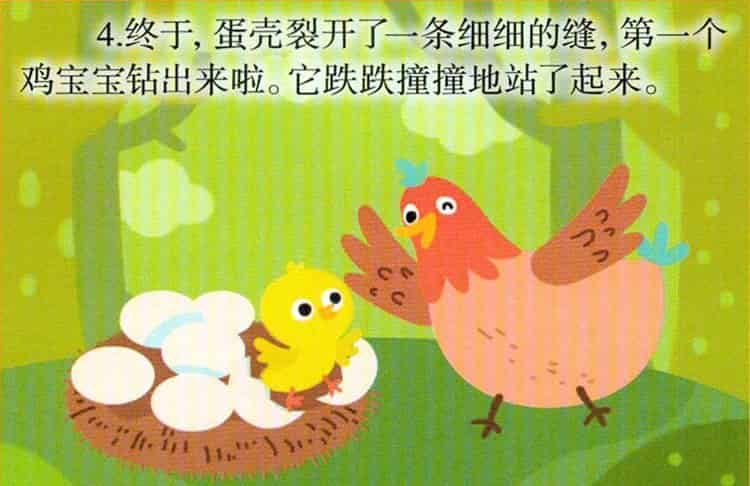 鸡宝宝出生了
