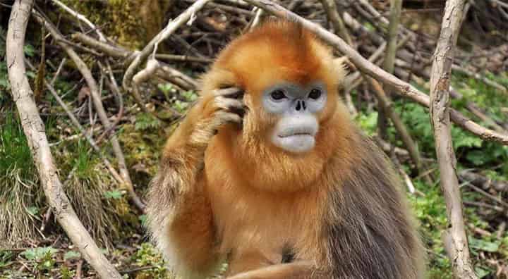 金丝猴的烦恼 金丝猴的烦恼