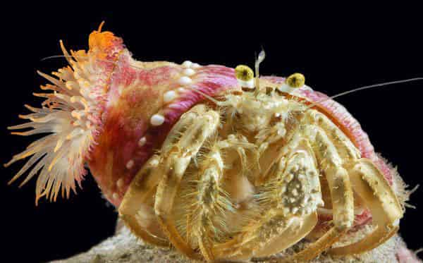 动物朋友 动物朋友