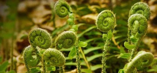 两只甲壳虫(随遇而安) 两只甲壳虫(随遇而安)