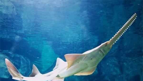 锯鳐妈妈在哪里