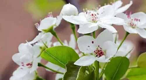 花瓣儿鱼（花瓣鱼）