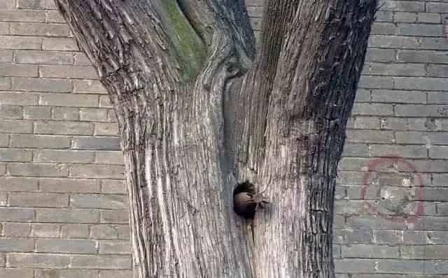 日军炮击老君台，炮弹全部变“哑弹”