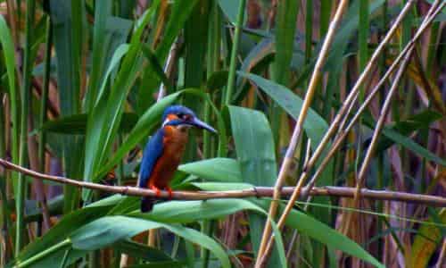 在鳄鱼先生隔壁练琴 在鳄鱼先生隔壁练琴