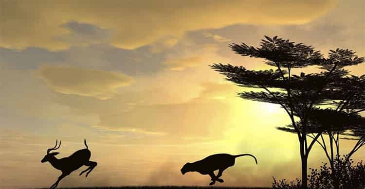 小羚羊的疑问 小羚羊的疑问