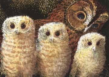 猫头鹰宝宝