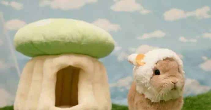 蘑菇房子 蘑菇房子