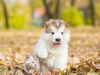 The cat and the dog（猫和狗）
