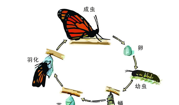 毛毛虫和小甲虫 毛毛虫和小甲虫