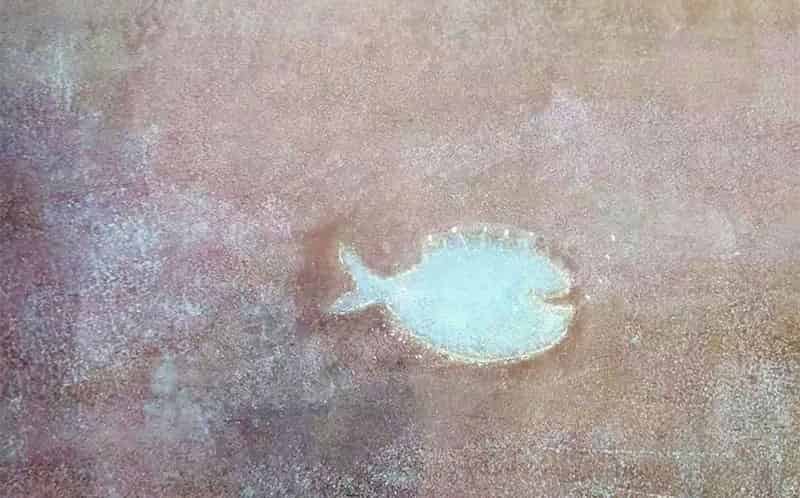 猫太噼哩噗噜在海里