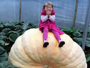 贝贝熊的故事：南瓜比赛