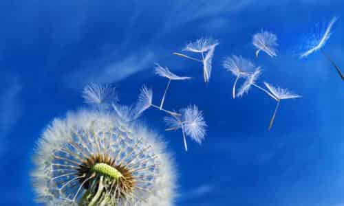 寻找最美世界的蒲公英