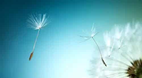 蒲公英的小伞 蒲公英的小伞