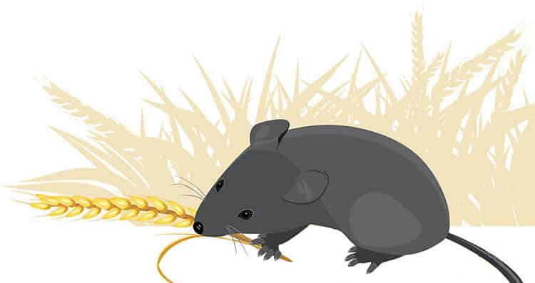 去年的麦穗 去年的麦穗