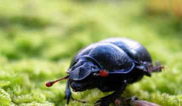 屎壳郎去旅行 屎壳郎去旅行