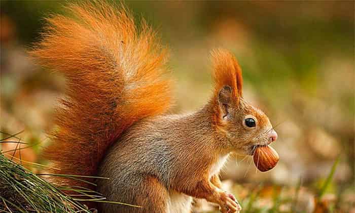 爱心小松鼠 爱心小松鼠