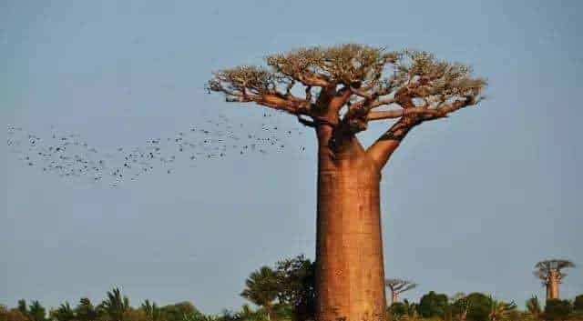 送甜蜜的夜仙子