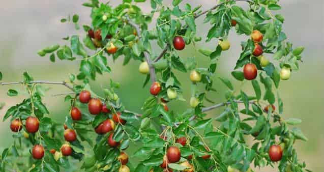 美滋滋和酸溜溜