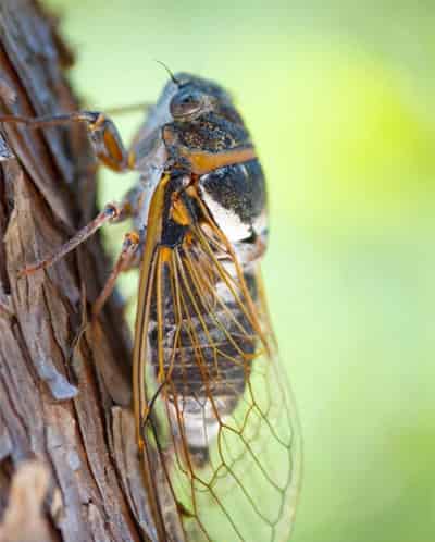 树先生和蝉小姐