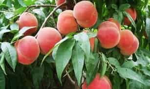 美滋滋和酸溜溜