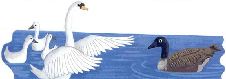 勇敢又优雅的天鹅