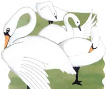 勇敢又优雅的天鹅