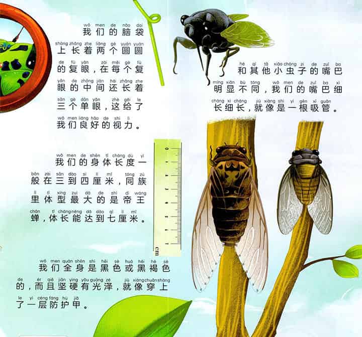 蜕壳的歌唱家 蜕壳的歌唱家