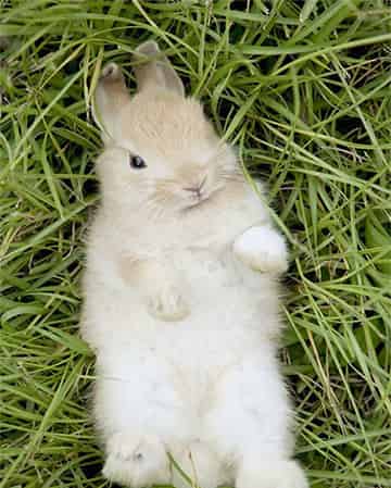 开拖拉机的贝可