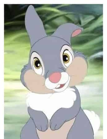 敢数鳄鱼牙齿的兔子