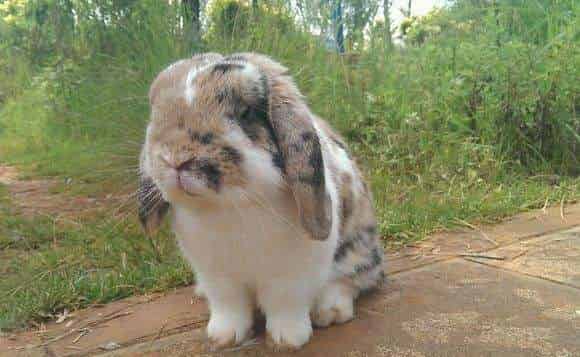 兔子到老木头村